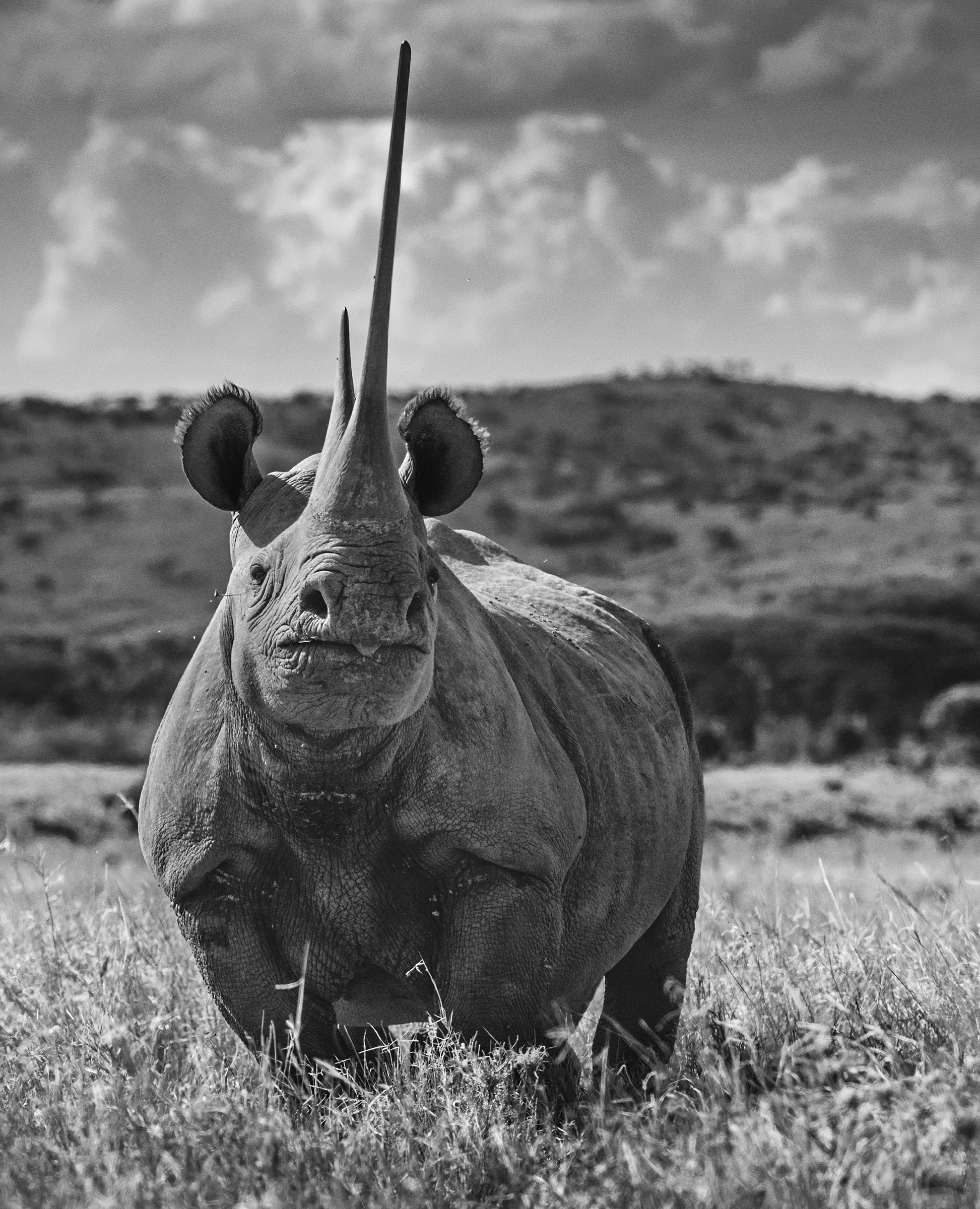 Image of a Black Rhino