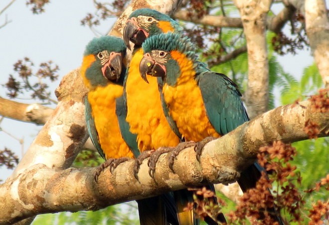 Image of a Blue-throated Macaw