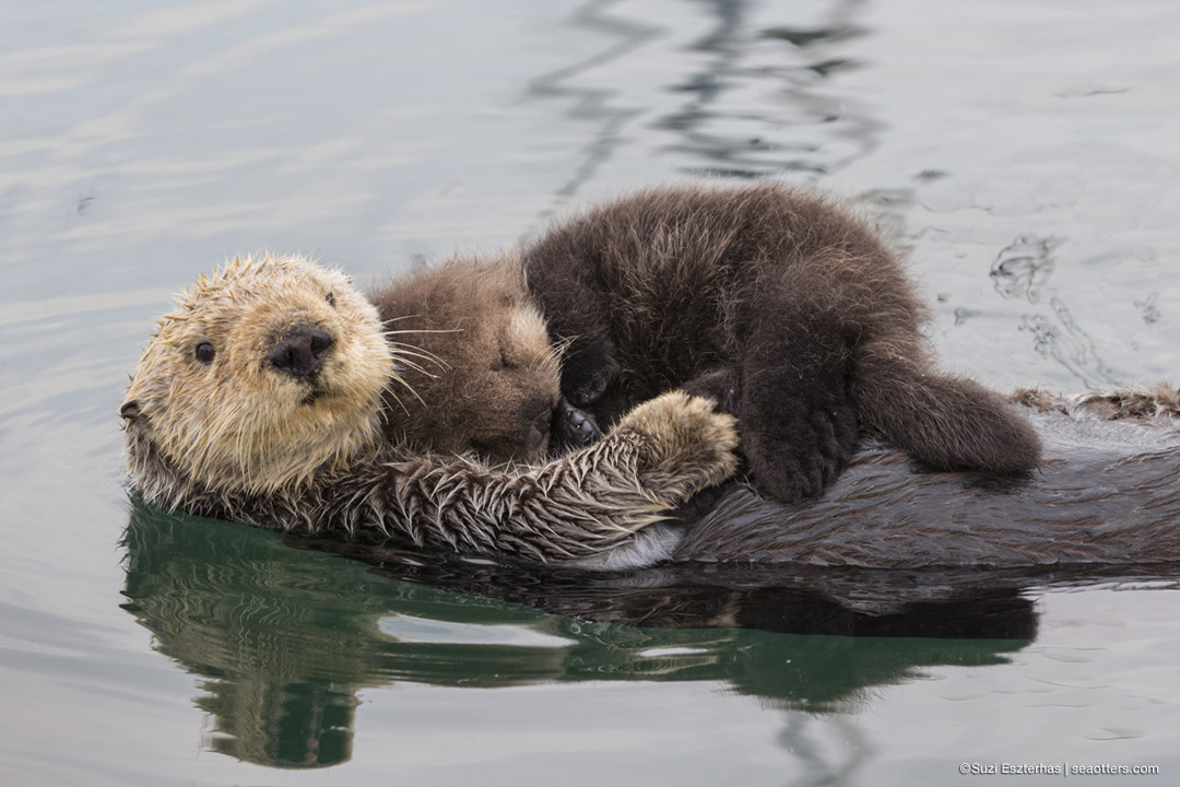 Image of sea-otters
